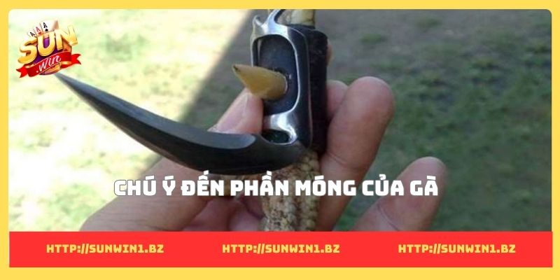Chú ý đến phần móng của gà
